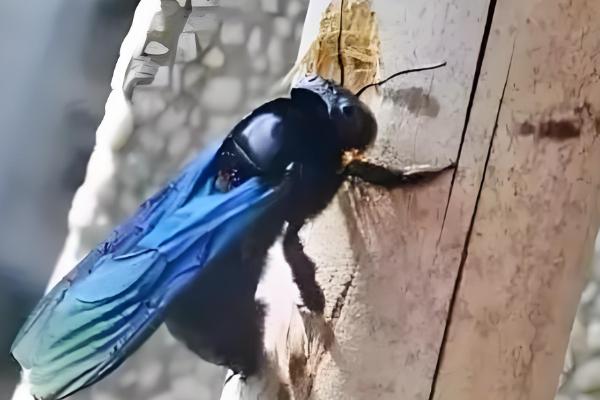 竹筒蜂的捕捉配方，用金银花、杭菊花等材料碾成粉再掺入白糖粉