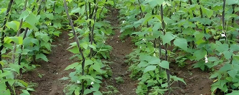 芸豆怎样才能开花多，主蔓生长到1.5-2m时给主枝摘心