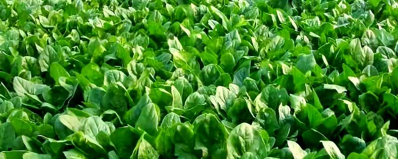 菠菜的播种方法,浸种催芽后再撒播
