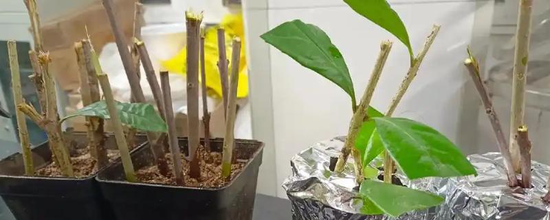 腊梅怎么扦插，用生根水浸泡后再插入土壤中