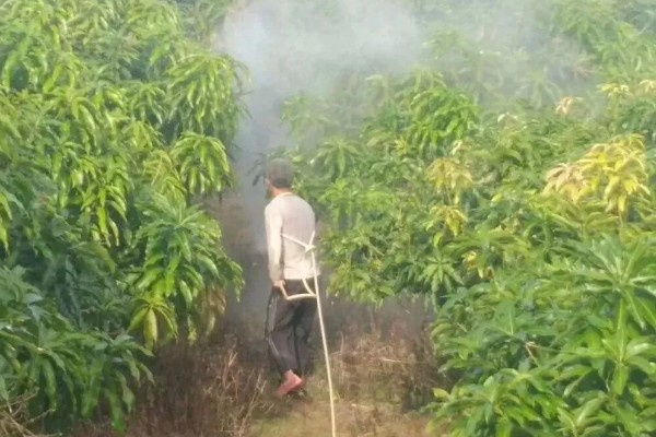 芒果的浇水间隔，每个月浇水2-3次