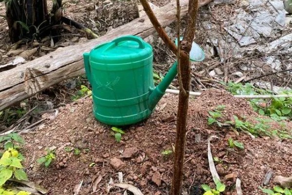 芒果的浇水间隔，每个月浇水2-3次