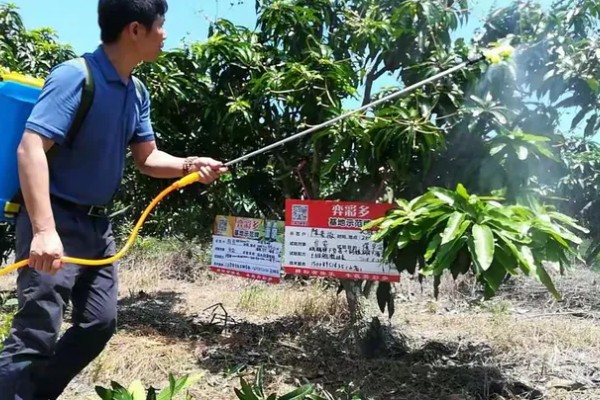 芒果的浇水间隔，每个月浇水2-3次