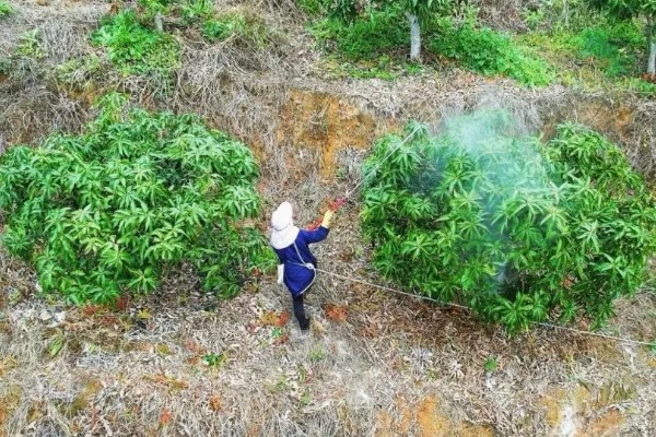 芒果的浇水间隔，每个月浇水2-3次