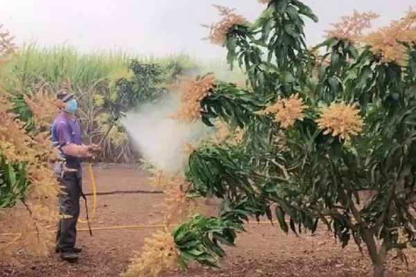 芒果的浇水间隔，每个月浇水2-3次