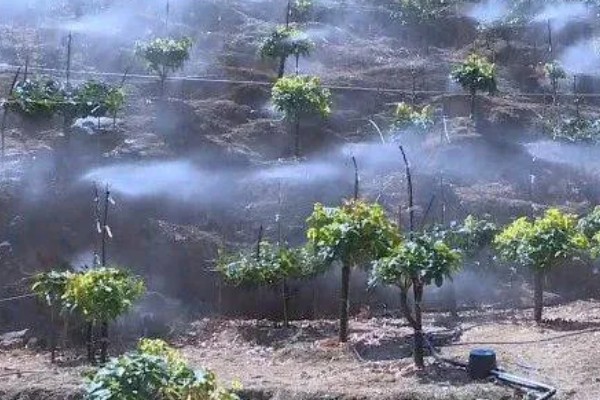 芒果的浇水间隔，每个月浇水2-3次