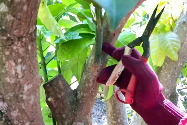 芒果的浇水间隔，每个月浇水2-3次