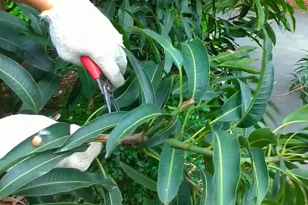 芒果的浇水间隔，每个月浇水2-3次