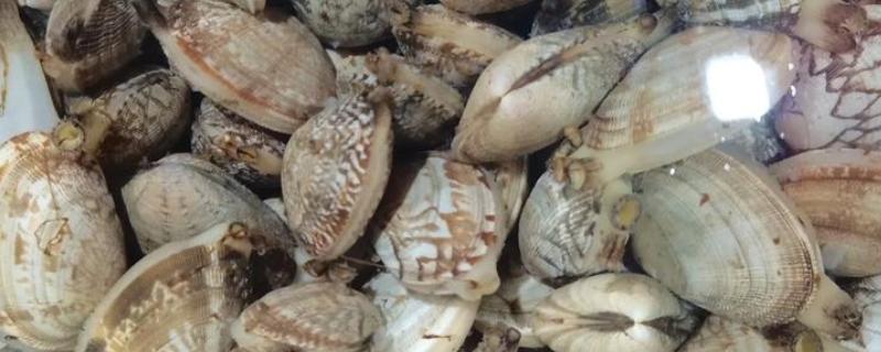 避免花甲死亡的方法，要在水源充足、水质洁净的地方养殖