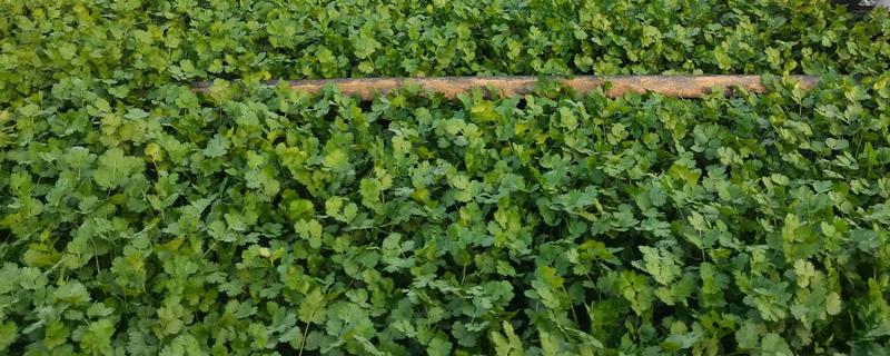 香菜施什么肥可以快速生长，追施氮肥可加快生长速度