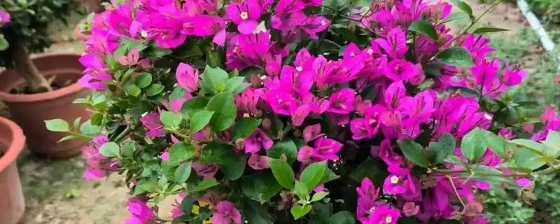 三角梅如何催花，在生长期间要以短日照为主