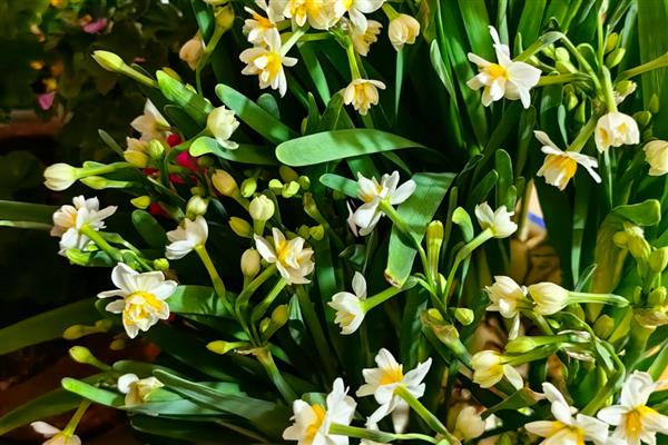 福建省的省花，是水仙花