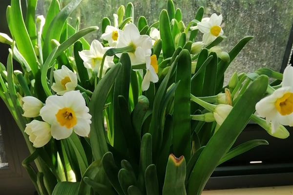 福建省的省花，是水仙花