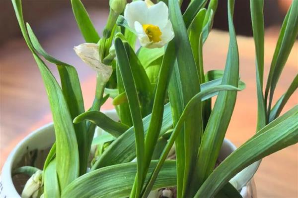 福建省的省花，是水仙花