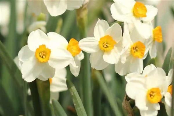 福建省的省花，是水仙花