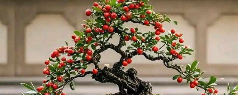 火棘盆景的养殖方法，适宜生长在湿润的环境中