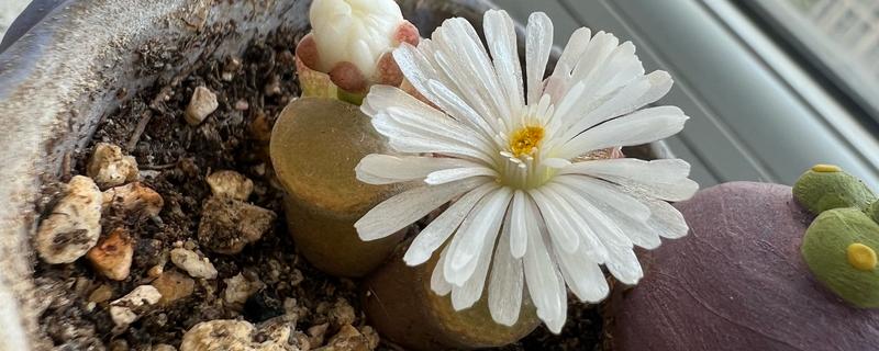 多肉开花后如何处理，可以直接把花剑剪掉