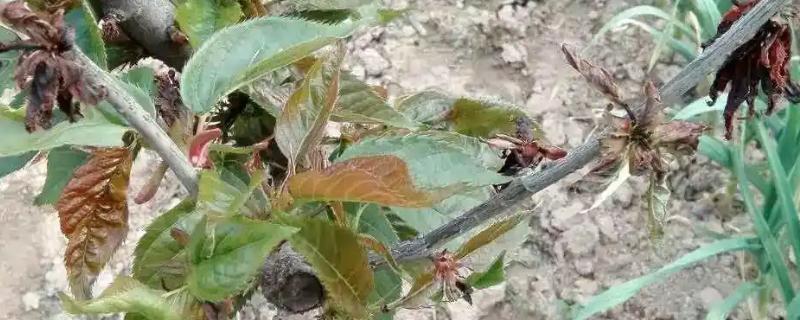 樱花叶子打蔫的原因，可能是水分过多所致