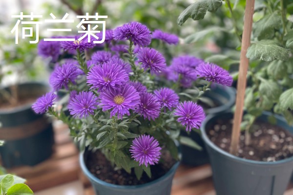 哪些花卉在秋季栽种,可以种植荷兰菊、番红花等