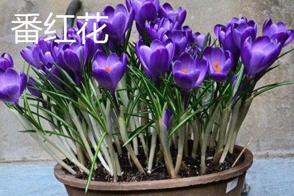 哪些花卉在秋季栽种,可以种植荷兰菊、番红花等