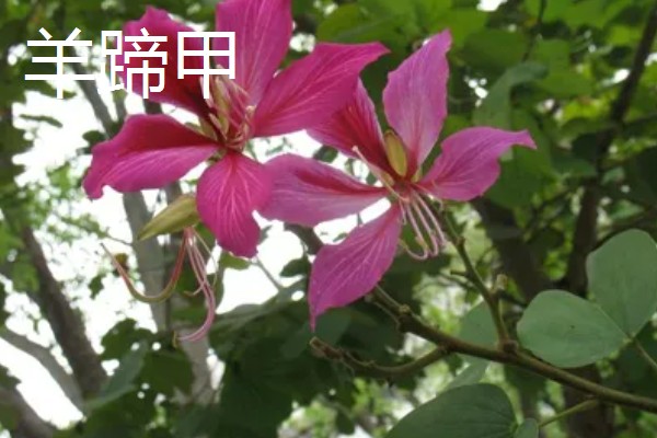 哪些花卉在秋季栽种,可以种植荷兰菊、番红花等