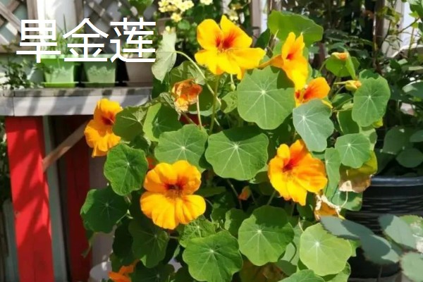 哪些花卉在秋季栽种,可以种植荷兰菊、番红花等