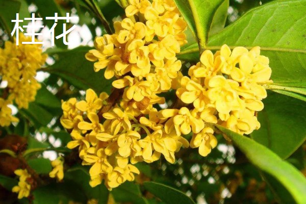 哪些花卉在秋季栽种,可以种植荷兰菊、番红花等