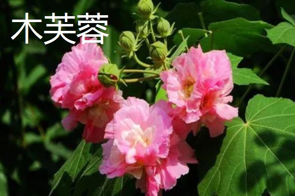 哪些花卉在秋季栽种,可以种植荷兰菊、番红花等