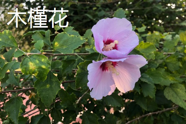 哪些花卉在秋季栽种,可以种植荷兰菊、番红花等