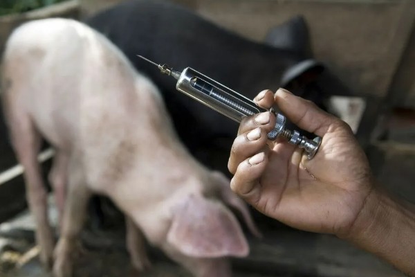 猪流涕打喷嚏咳嗽怎么办，感冒时可肌注板蓝根注射液加头孢