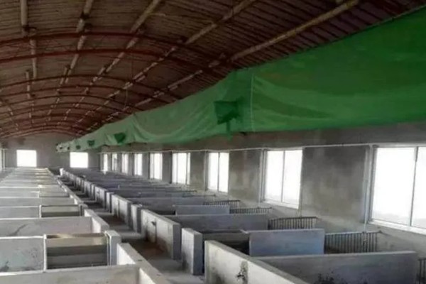 猪流涕打喷嚏咳嗽怎么办，感冒时可肌注板蓝根注射液加头孢