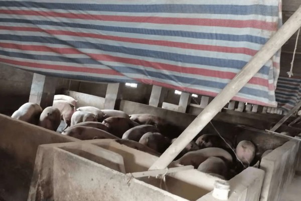 猪流涕打喷嚏咳嗽怎么办，感冒时可肌注板蓝根注射液加头孢