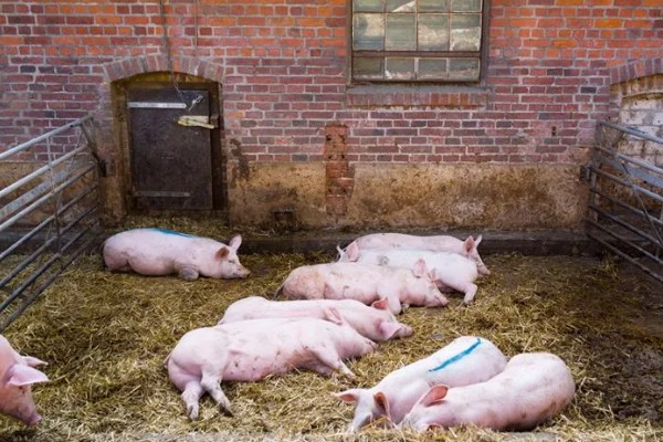 猪流涕打喷嚏咳嗽怎么办，感冒时可肌注板蓝根注射液加头孢