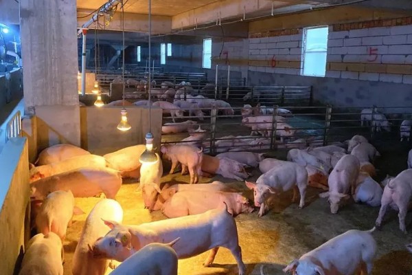 猪流涕打喷嚏咳嗽怎么办，感冒时可肌注板蓝根注射液加头孢