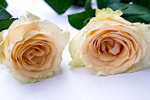 52朵香槟玫瑰的含义,代表我爱你、你是我最爱的人