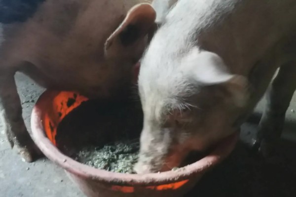 猪流涕打喷嚏咳嗽怎么办，感冒时可肌注板蓝根注射液加头孢