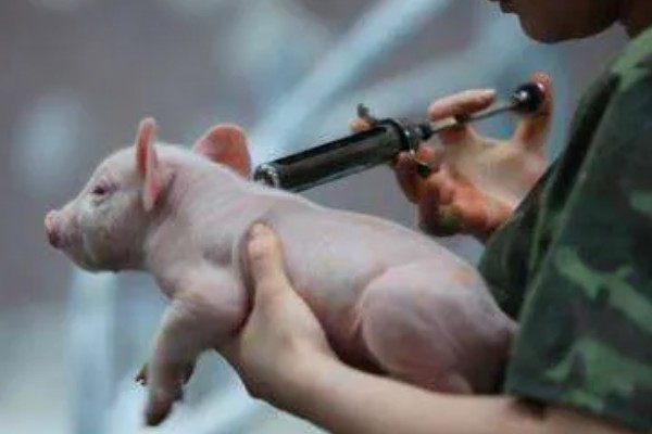 猪流涕打喷嚏咳嗽怎么办，感冒时可肌注板蓝根注射液加头孢