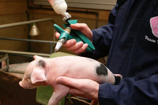 猪流涕打喷嚏咳嗽怎么办，感冒时可肌注板蓝根注射液加头孢