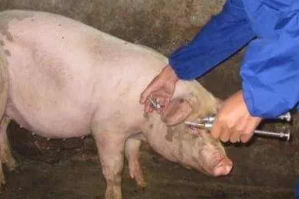 猪流涕打喷嚏咳嗽怎么办，感冒时可肌注板蓝根注射液加头孢