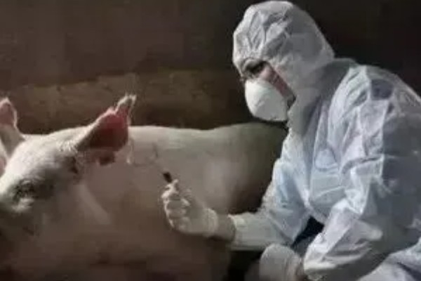 猪流涕打喷嚏咳嗽怎么办，感冒时可肌注板蓝根注射液加头孢