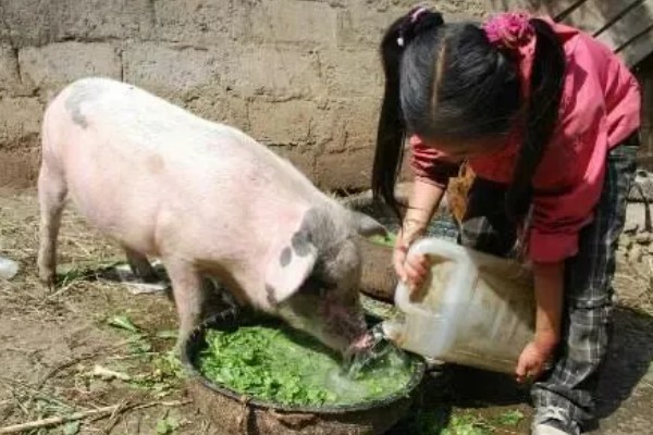 猪流涕打喷嚏咳嗽怎么办，感冒时可肌注板蓝根注射液加头孢