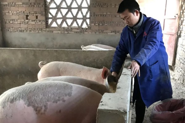 猪流涕打喷嚏咳嗽怎么办，感冒时可肌注板蓝根注射液加头孢