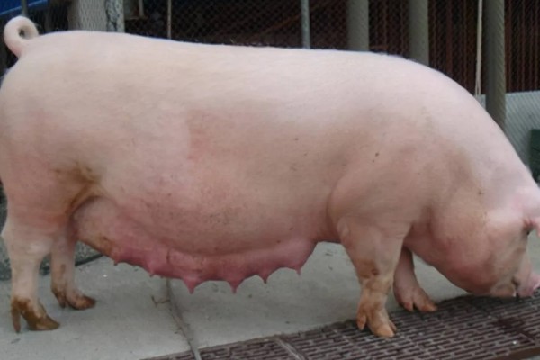 猪流涕打喷嚏咳嗽怎么办，感冒时可肌注板蓝根注射液加头孢