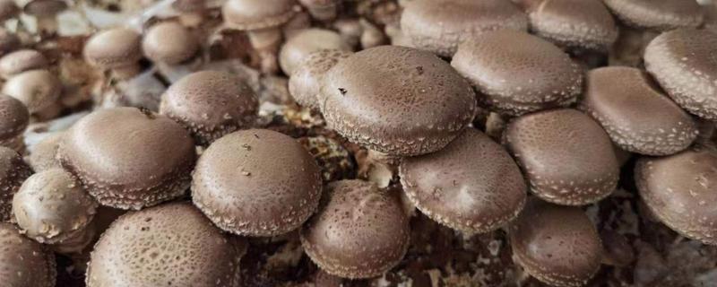 香菇的种植技术,培养料要经堆制发酵处理