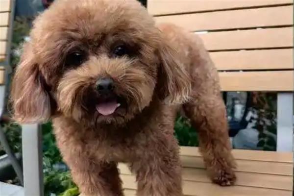 泰迪狗不能吃哪些食物，不可以吃洋葱、大葱类食物