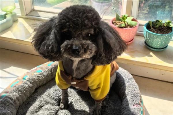 泰迪狗不能吃哪些食物，不可以吃洋葱、大葱类食物