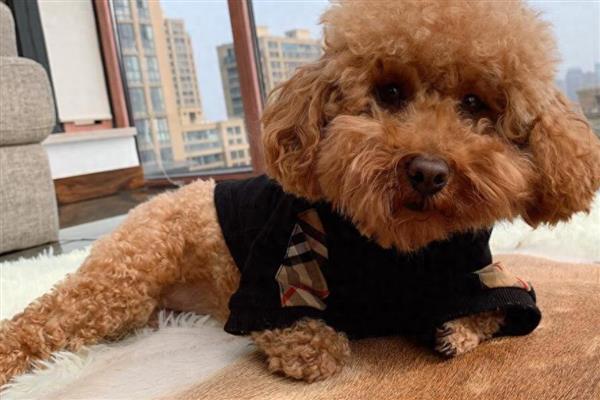 泰迪狗不能吃哪些食物，不可以吃洋葱、大葱类食物