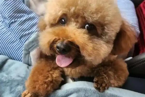 泰迪狗不能吃哪些食物，不可以吃洋葱、大葱类食物