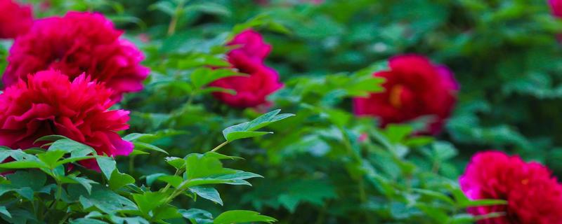 牡丹花怕不怕冻，牡丹花不怕冻