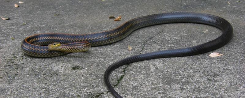 乌梢蛇会不会咬人，通常不会主动攻击人类